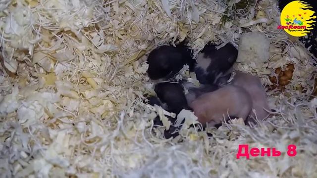 Хомячки детки Семечки с 7 по 9-й день смотреть онлайн