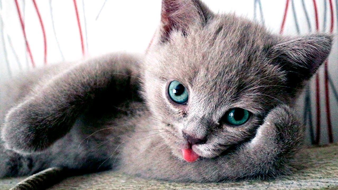 Покажи котики