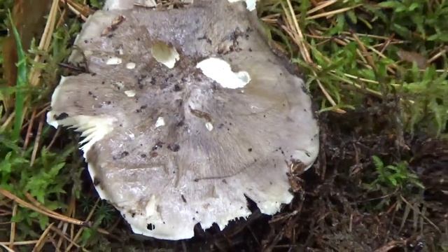 Рядовка серая. Съедобные грибы. Как распознать.