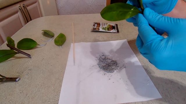 Замиокулькас спустя три месяца после реанимации | Размножаю замиокулькас разными способами. смотреть онлайн