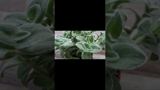 Традесканция силламонтана (Tradescantia sillamontana) - пушистый уникум из рода Традесканций