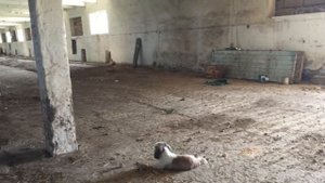 Аренда помещения под ферму для домашней птицы.