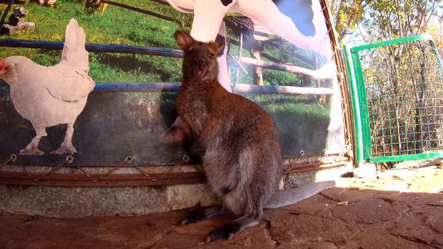Зоопарк "Тайган" смотреть онлайн