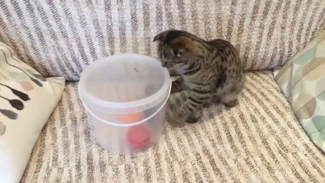 Мои домашние животные!!!