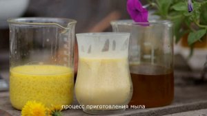 Сбор одуванчика. Варим лечебное мыло.