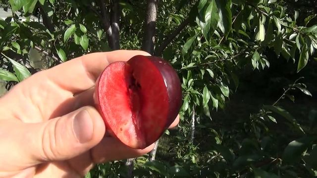 Диплоїдна слива Кримсон Гло смотреть онлайн