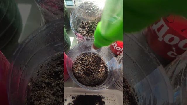 посеяла ТОМАТЫ (СРЕДНЕПОЗДНИЕ) и всходы лука чернушки через неделю после посева. смотреть онлайн