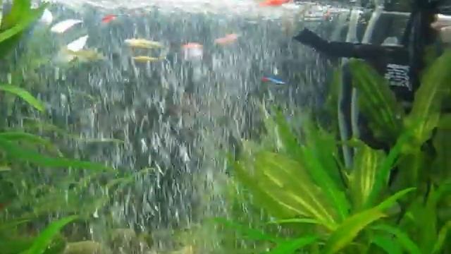 Зеркальная стенка аквариума! Аквариум 3d эффект! смотреть онлайн