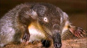 Животные красной книги   Фото и описание животных