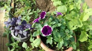 Мои петуньи. Устройство подиума для цветов у крыльца.