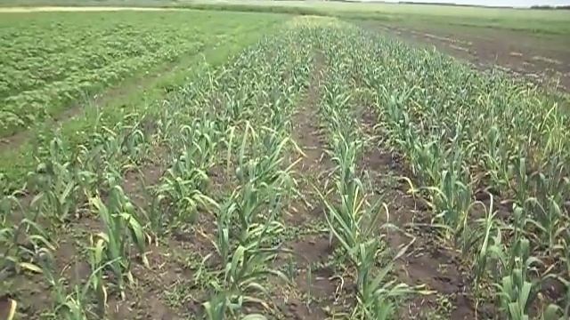 Супер крупный и лежкий чеснок из Краснодарского края. смотреть онлайн