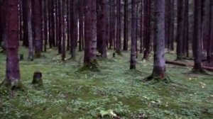 Грибы Октября. Рядовки. Говорушки. Польский гриб. Ложные опята..