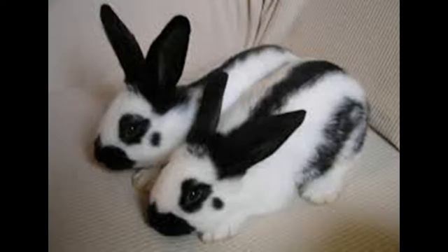 Кролики породы бабочка. Информация. смотреть онлайн