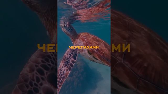 Ура! ✈️ Прямые рейсы с России на Маврикий ! 🌴