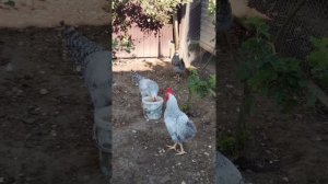 Барковская барвистая. Кормление кур и выгул.