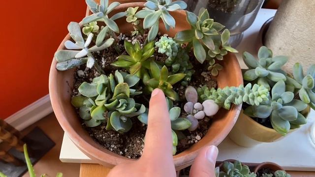 My 70+ Succulent Collection! смотреть онлайн