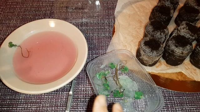 Саженцы жимолость Югана смотреть онлайн