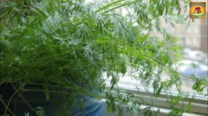 Как вырастить укроп на подоконнике Секреты и советы для получения хорошего урожая в зимнее время