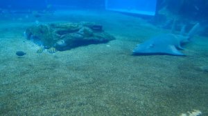 Обитатели морей и океанов. Успокаивающее видео и музыка 432 Hz. #сон#море