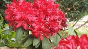 Рододендрон гибридный Hachmann's Feuerschein