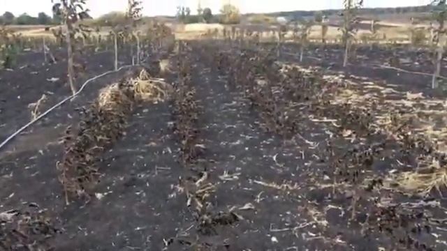 Грецкий орех и фундук, осенний  заморозок.