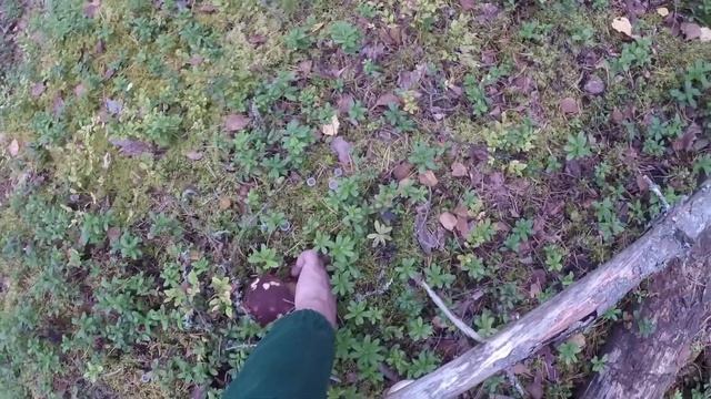 СЕРЕДИНА ОКТЯБРЯ 2020, ПРУТЬ!!! смотреть онлайн