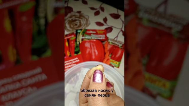 Как проращиваю семяна перца. #дача #семенаперца #перец #рассада #рассадаперца