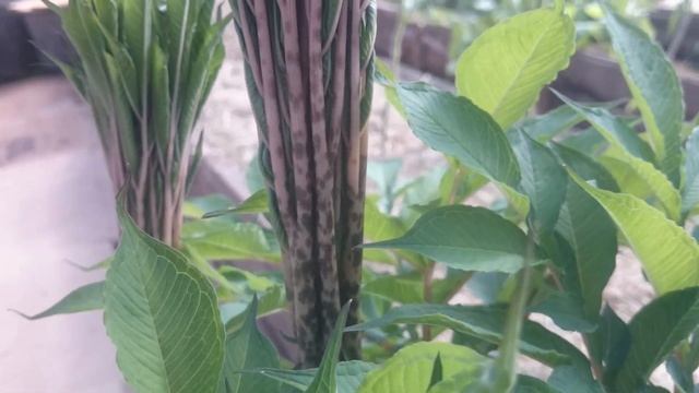 Аморфофаллус. Цветок из тропиков дома. смотреть онлайн