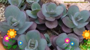 Очиток гибридный Санспарклер Блю Перл. Краткий обзор, описание sedum hybr. Sunsparkler Blue Pearl