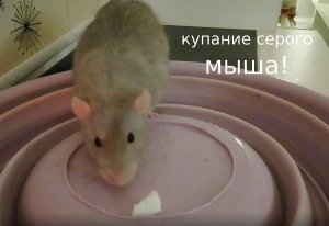 лужа.mp4