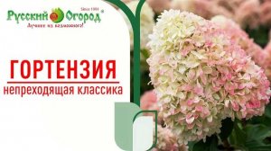 Гортензии - непреходящая классика