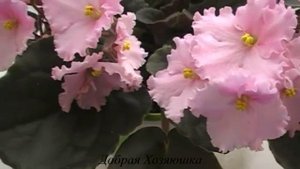 сорт фиалки _ СВАДЕБНЫЕ КОЛОКОЛА _ __ моя коллекция