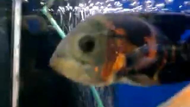 Рыбки успокаивают:) смотреть онлайн