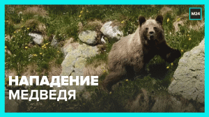 Нападение медведя — Москва 24
