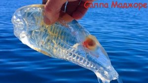 Самые необычные рыбы мира