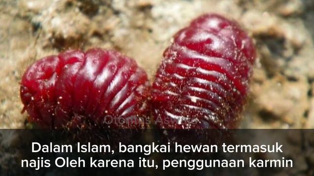 KARMIN, Hewan Bangkai (Haram dan Najis) смотреть онлайн