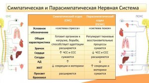 Соматическая и вегетативная нервная система