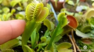 Хищное растение Венерина Мухоловка. Красивые мутации. Carnivorous plant Dionaea. Мухоловка Flytrap