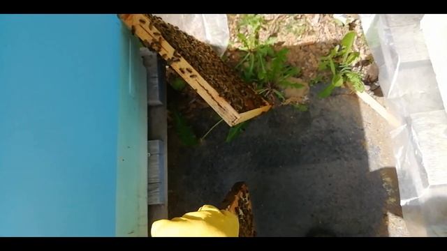 Отводок от роевой семьи.- Как быстро расширить пасеку. смотреть онлайн