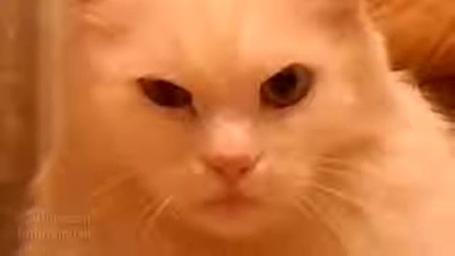 Кот морально убил хозяина смотреть онлайн