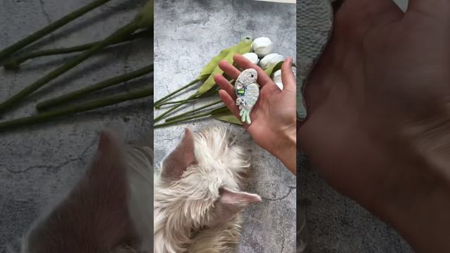 Цвергшнауцер и брошь ручной работы/Miniature schnauzer and brooch parrot