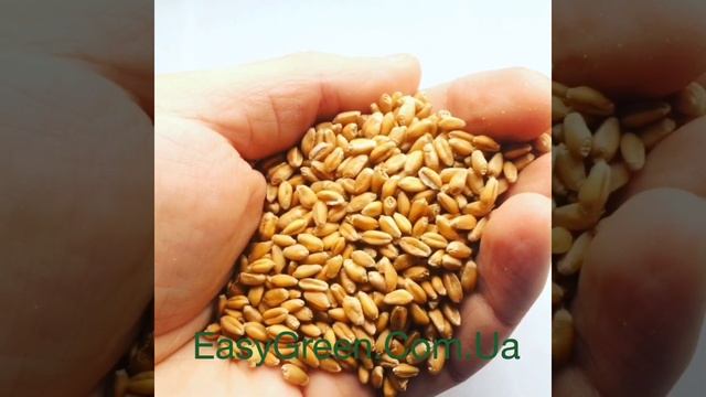 ? Органическая Пшеница Sadove ?www.sadovegreens.com