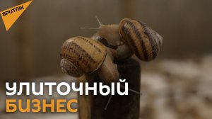 Бизнес "ползет" в гору: Почему разведение улиток в Грузии стало прибыльным делом?