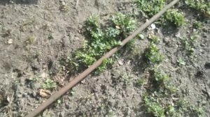 Как работать с металлоискателем Пират. Определение крупного железа.