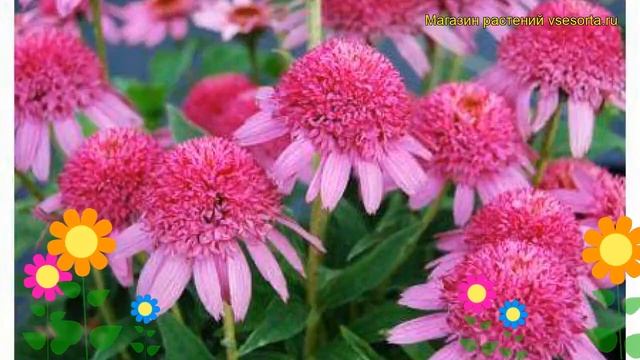 Эхинацея гибридная Пинк Дабл Делайт. Краткий обзор, описание echinacea Pink Double Delight смотреть онлайн