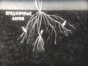 Биология. Строение и жизнедеятельность растений. Корни стержневые и мочковатые