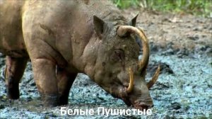 БАБИРУССА?/Копытные/Животные/Интересные факты