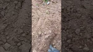 Подготовка флоксов к зиме, когда их стоит обрезать??