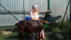 ?ПРОДАЮТСЯ?ПЛЕМЕННЫЕ АЛЬПИЙСКИЕ ?КОЗЫ И КОЗЛЫ ИЗ НАШЕГО ХОЗЯЙСТВА.