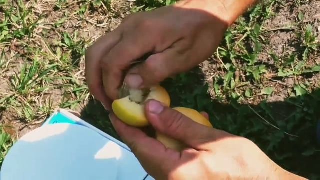 Абрикос НЖА-19, цьогорічний врожай? смотреть онлайн